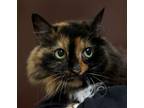 Adopt Misha a Domestic Long Hair, Tortoiseshell