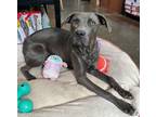 Adopt Bibi a Weimaraner, Pit Bull Terrier