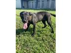 Adopt Betty a Retriever, Mixed Breed