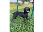 Adopt Josie a Weimaraner, Mixed Breed