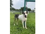 Adopt Holly a Catahoula Leopard Dog, Mixed Breed