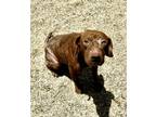 Adopt Queen a Labrador Retriever, Mixed Breed