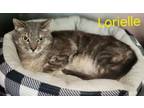 Adopt Lorielle a Domestic Short Hair