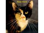 Adopt Rose Marie a Domestic Short Hair