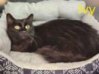 Adopt Ivy a Domestic Short Hair