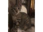 Adopt Fawn a Domestic Short Hair, Tabby