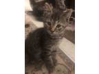 Adopt Gypsy a Domestic Short Hair, Tabby