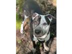 Adopt Cleo a Boxer, Plott Hound