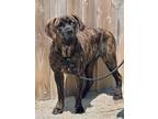 Adopt Blossom a Mastiff