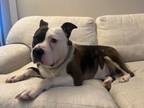 Adopt Ellie a Mixed Breed