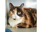 Adopt Ramona Flowers a Domestic Short Hair