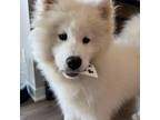 Adopt Lixue *Forever Foster* a Samoyed