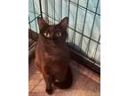Adopt Abby a Domestic Short Hair