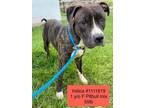 Adopt Indica a Pit Bull Terrier, Hound
