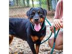 Adopt Coco a Rottweiler