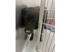 Adopt Lucy a Mixed Breed