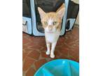Adopt May-Barn Cat a Domestic Short Hair