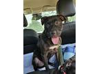 Adopt Mable a Pit Bull Terrier