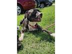 Adopt April a Pit Bull Terrier