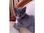 Adopt Vapor a Domestic Short Hair