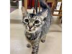 Adopt Canon a Domestic Medium Hair, Domestic Short Hair