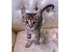 Adopt Hattie a Domestic Short Hair