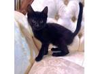 Adopt Puck a Domestic Short Hair