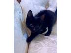 Adopt Bauer a Domestic Short Hair