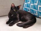 Adopt Grape Soda24 a Domestic Short Hair