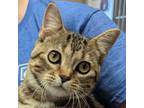 Adopt Kazumi a Domestic Short Hair