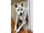 Adopt XP - Ivy NJ a White German Shepherd, Husky