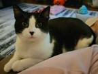 Adopt Biscuit KITTEN a Domestic Short Hair
