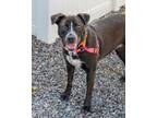 Adopt Lainey a Australian Cattle Dog / Blue Heeler, American Staffordshire