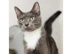 Adopt Covergirl a Domestic Short Hair