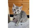 Adopt Gracie a Domestic Short Hair