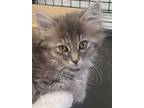 Adopt Farrah a Domestic Medium Hair