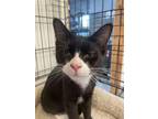 Adopt Fran a Domestic Short Hair