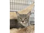 Adopt Feona a Domestic Short Hair