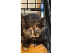 Adopt Felice a Domestic Short Hair