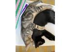 Adopt Eclipse Kittens a Domestic Short Hair