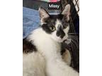 Adopt Missy a Domestic Short Hair