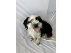 Adopt Sparkler a Havanese, Mixed Breed