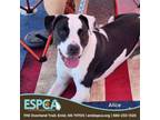 Adopt ALICE a Pit Bull Terrier