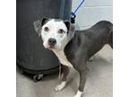 Adopt Tegan a Pit Bull Terrier
