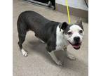 Adopt Sara a Pit Bull Terrier