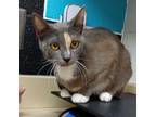 Adopt Stripes a Domestic Short Hair