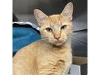 Adopt Paprika a Domestic Short Hair