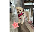 Adopt Blossom a Havanese