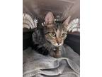 Adopt Ranni a Domestic Short Hair
