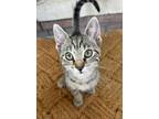Adopt Evee a Tabby